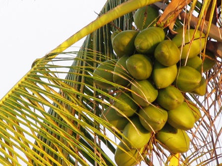 Coconuts.jpg